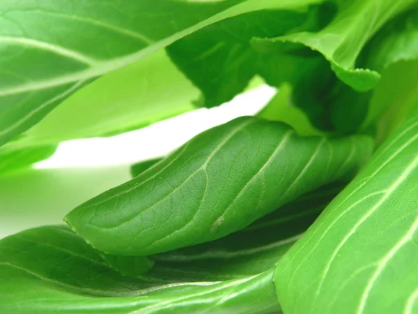 Pak Choi Leaves Background Picture — Stock Photo, Image