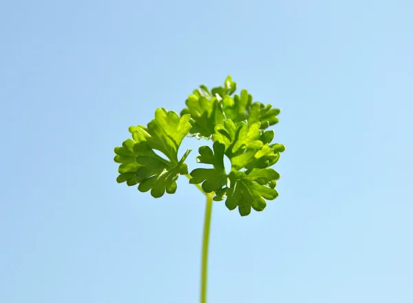 Parsley Cut Out — Stock Photo, Image