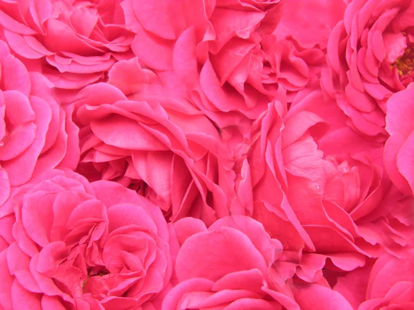 Many Red Roses Together Build Background — Stock Photo, Image