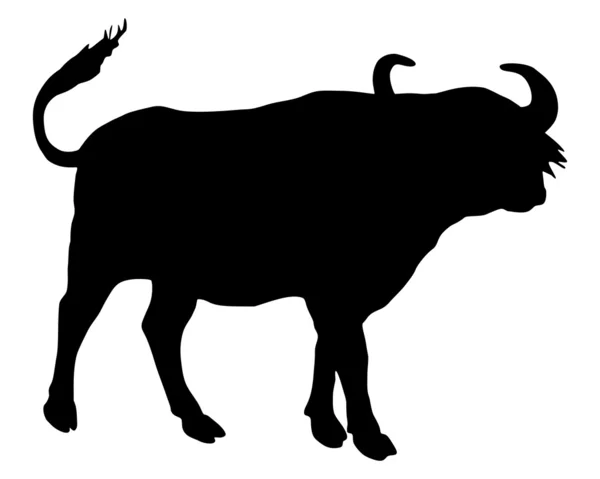 Sílhueta de búfalo africano — Fotografia de Stock