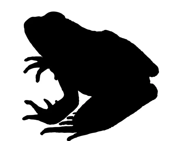 Frog Silhouette — Stock Photo, Image