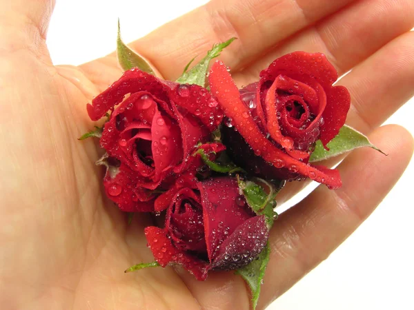 Drie roze bloemen in een geopend handje — Stockfoto