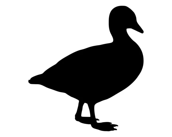 Domestic Goose Silhouette — Stock Photo, Image