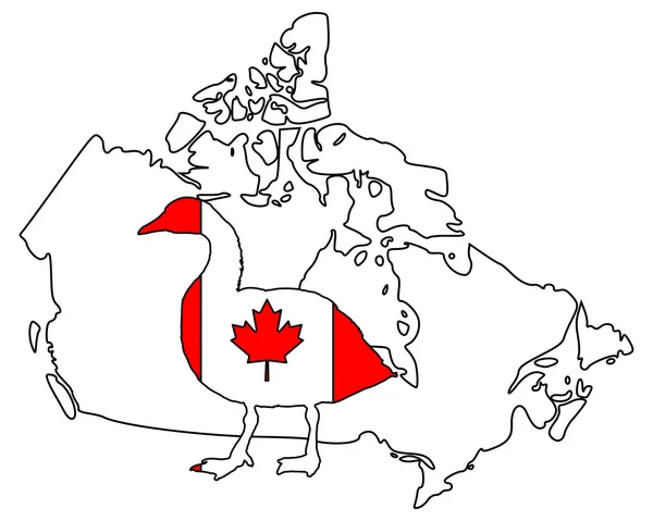 Казарка Канадська — стокове фото