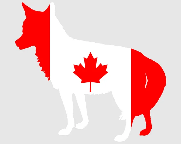 Kojot Kanada — Stock fotografie