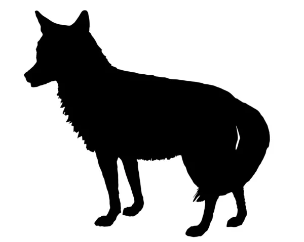 Silueta Coyote — Foto de Stock