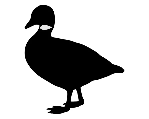 Brant goose silhouette — Stock Photo, Image