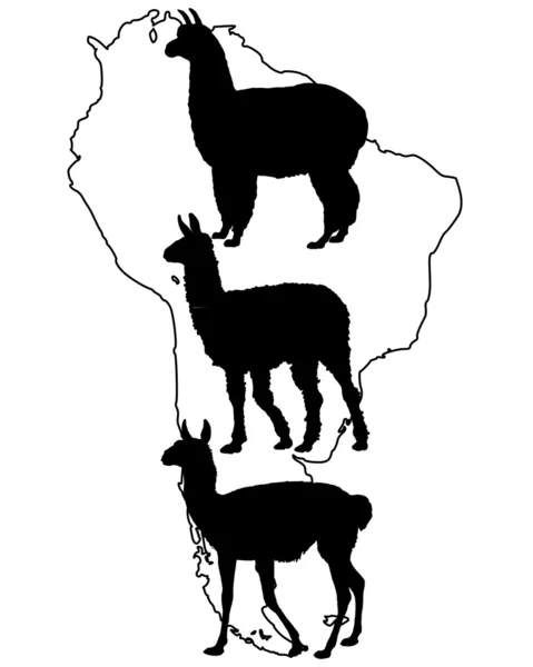 Лама, Гуанако, Альпака — стоковое фото