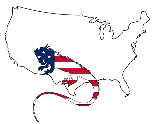 Iguana Förenta staterna av Amerika — Stockfoto