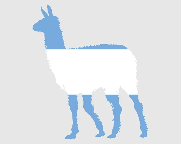 Argentinischer Lama — Stockfoto