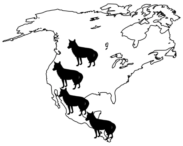 Kojot Ameryki — Zdjęcie stockowe