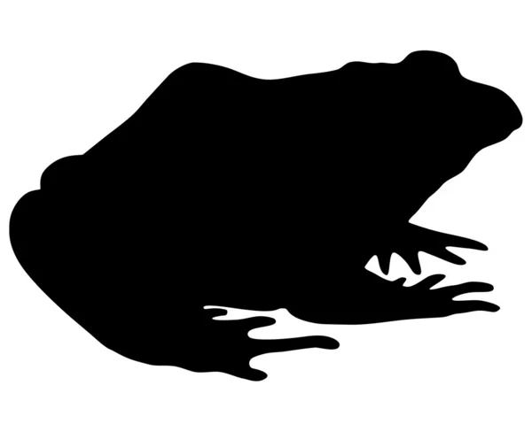 Silhouette rana Bullfrog — Foto Stock