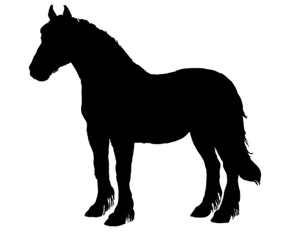 Silhueta Cavalo — Fotografia de Stock