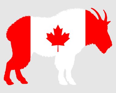 dağ keçisi Kanada
