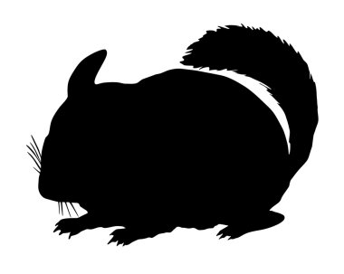 Chinchilla siluet