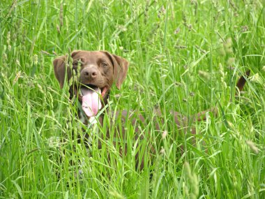 neredeyse açık kırsal kesimde gizli kahverengi köpek