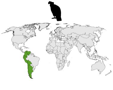 Andean condor dağıtım