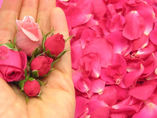 Розовые бутоны роз в открытой руке на лепестках в качестве фона — стоковое фото