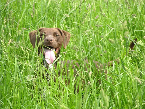 Brown Dog Nearly Hidden Open Countryside — Stock Photo, Image