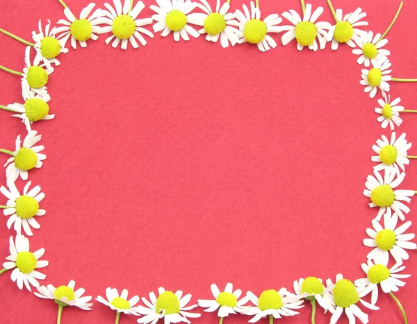カモミールの花は赤いフェルト上の正方形として形成されました — ストック写真
