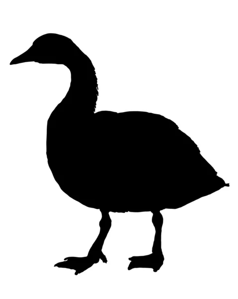 Canada goose silhouette — Stock Photo, Image