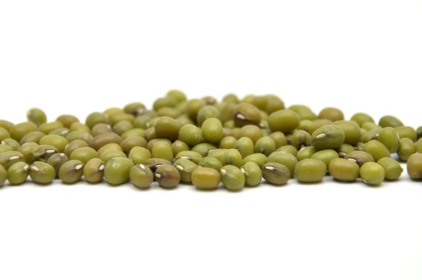 Sprouting mung bean — Stock Photo, Image