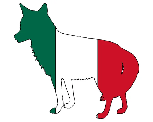 Kojote Mexiko — Stockfoto