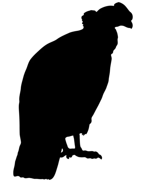 Condor siluett — Stockfoto