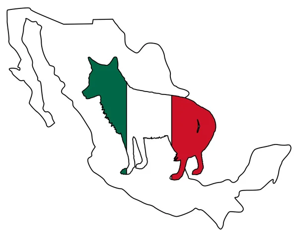 Coyote Mexico — Stok Foto