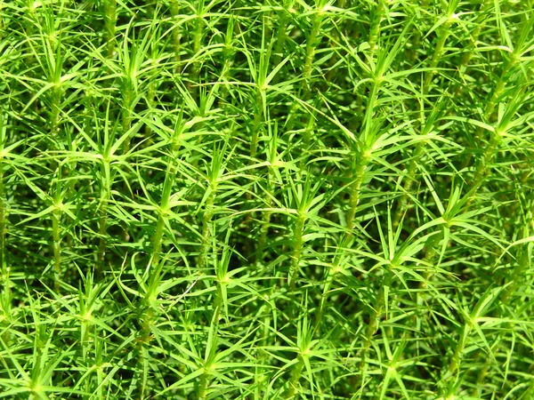 Closeup View Green Moss Background — Stock Photo, Image