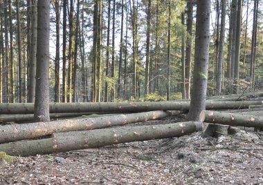 Forestal Ağaç kesme