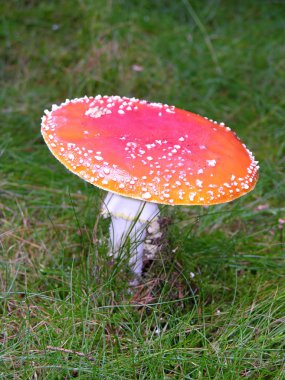 Bir büyük uç, agaric-graslands