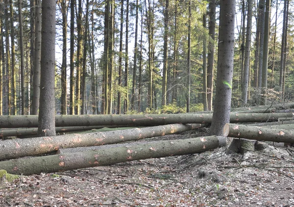 stock image Forestal tree-cut