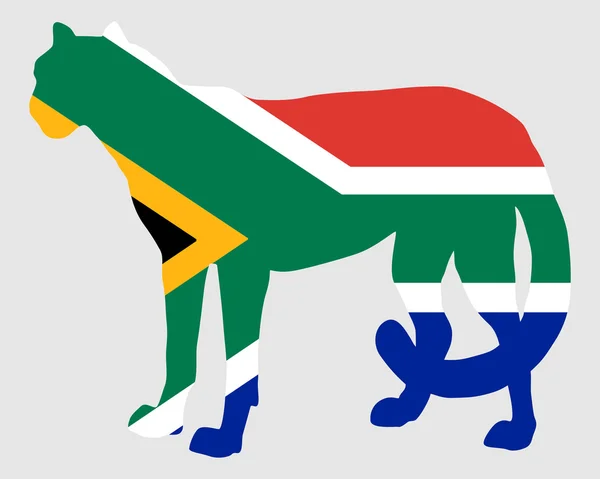 Gepárd Dél Afrikai Köztársaság — Stock Fotó