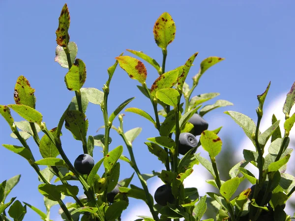 Arbusto Arándano Con Arándanos Maduros Cielo Azul Como Fondo — Foto de Stock