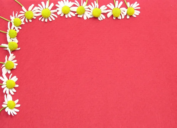 Kamille Blüht Auf Rotem Filz Als Hintergrundbild — Stockfoto
