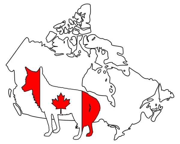 Kojoten-Kanada — Stockfoto