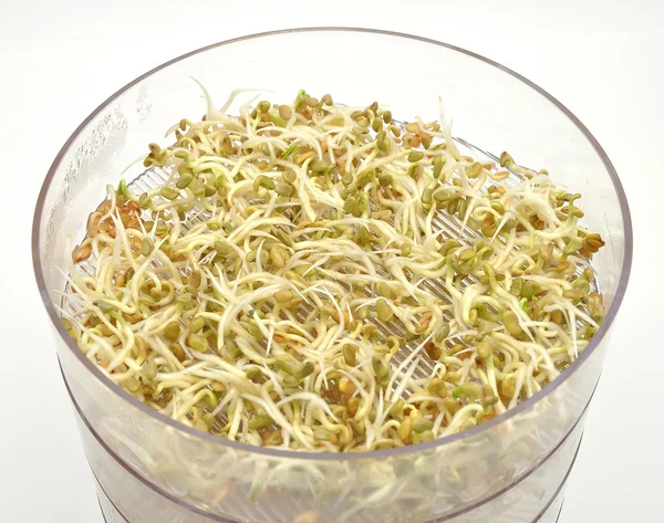 Jar with sprouting vegetable — Stock Photo, Image
