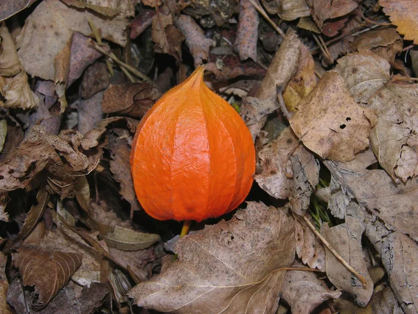 Linterna naranja de Physalis alkekengi sobre hojas marrones de otoño —  Fotos de Stock