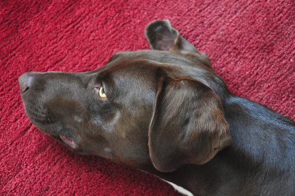 Dog Lying Deep Red Carpet — Stock Photo, Image