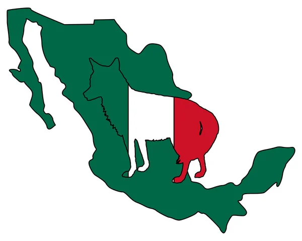 Kojot Meksyk — Zdjęcie stockowe