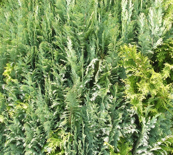 The fresh green of a thuja hedge — Stock Photo, Image