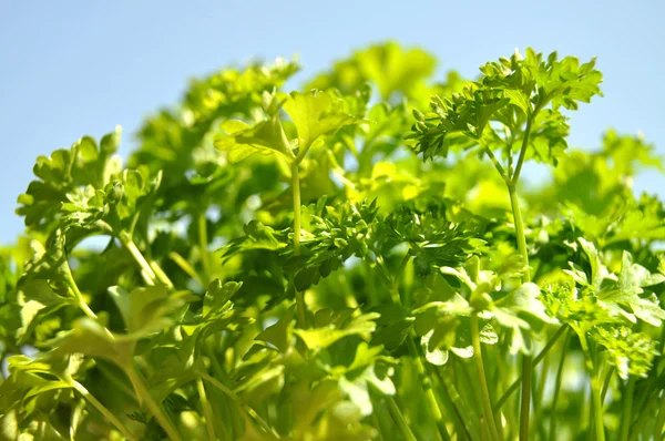 Parsley cut-out — Stock Photo, Image