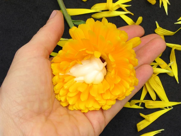 Ringelblume Mit Natürlicher Hautcreme Auf Schwarzem Hintergrund — Stockfoto