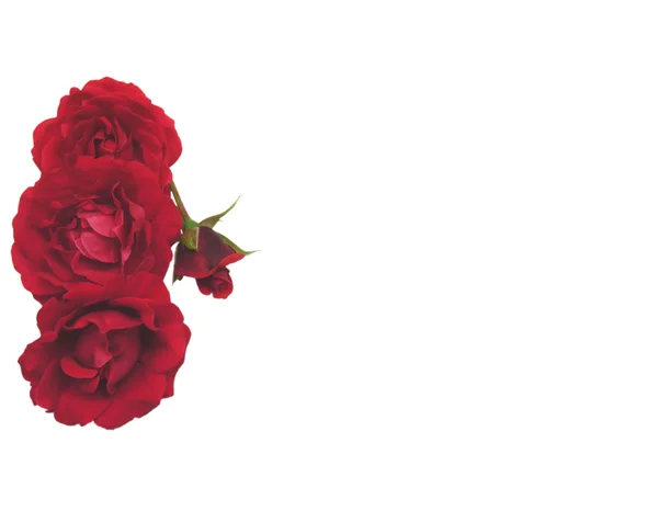 Vier Rote Rosen Auf Der Linken Seite Des Weißen Hintergrunds — Stockfoto