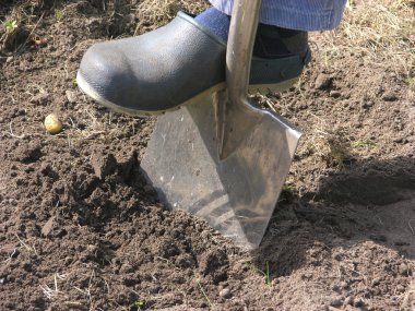 Cutout man with spade doing work in the garden clipart