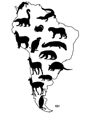 hayvanlar Güney Amerika