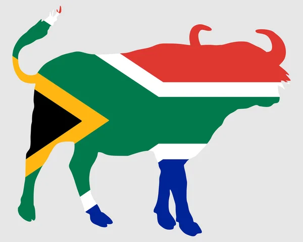 África Sul Búfalo — Fotografia de Stock