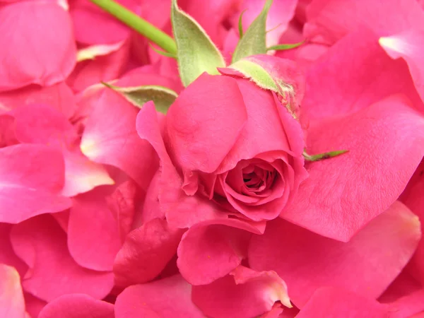 Single pink petals and one rose as background