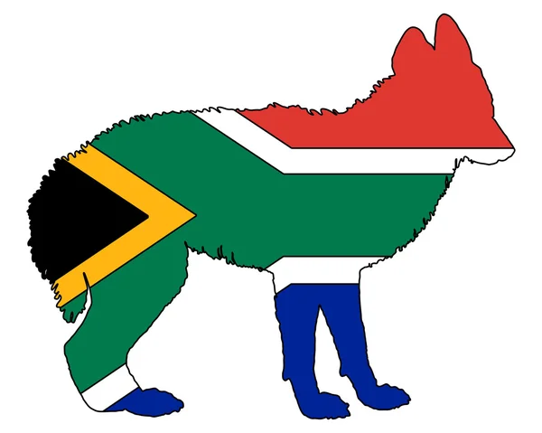 Szakal Republiki Południowej Afryki — Zdjęcie stockowe